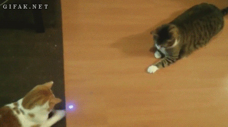 猫咪玩激光动态图:猫猫