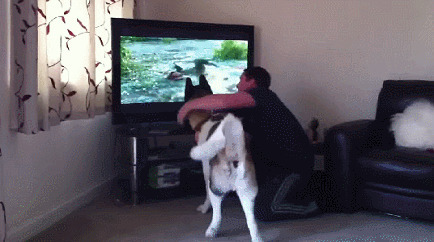 爱看电视的狗狗动态图