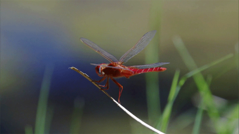 一只红蜻蜓动态图:蜻蜓