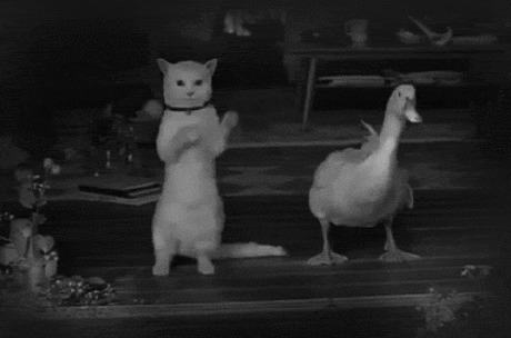 猫猫与鸭子一起摇摆动态图片:猫猫