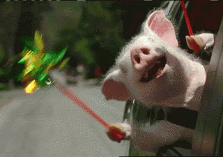 小猪猪快乐兜风搞笑图片