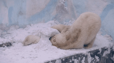 大小北极熊钻洞gif图:北极熊