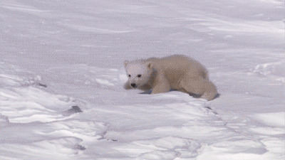 小小北极熊gif图:北极熊