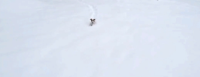 雪地里奔跑动态图:雪地