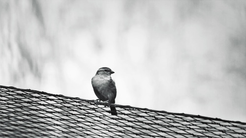 铁网上的小鸟动态图:小鸟