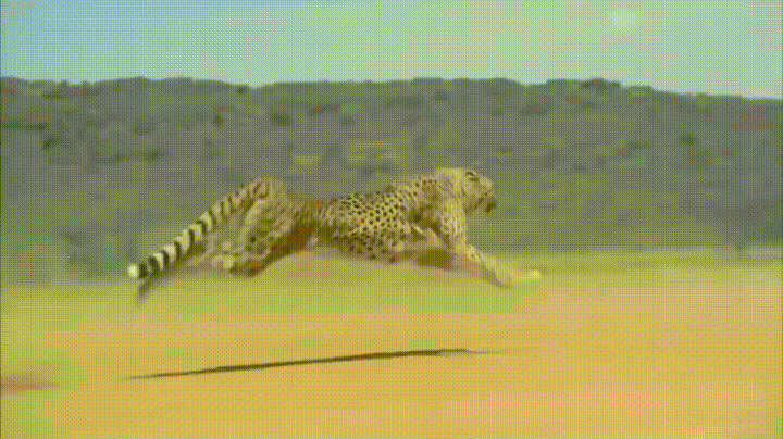 花豹子急速奔跑动态图:豹子