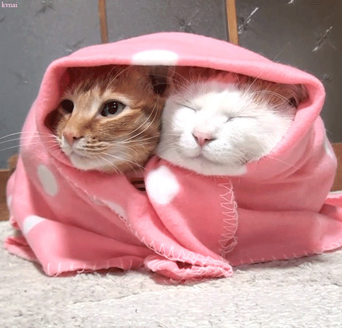 猫猫取暖动态图片:猫猫