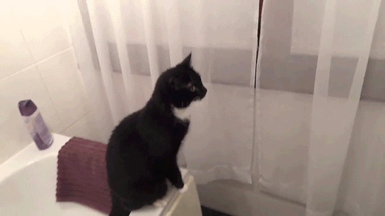 卫生间的大黑猫动态图片