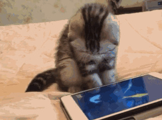 猫猫玩游戏吃鱼动态图片:猫猫