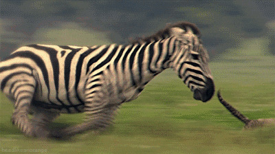 斑马追豹子动态图片:斑马