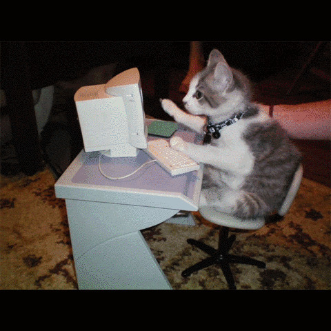 猫咪疯狂玩电脑gif图