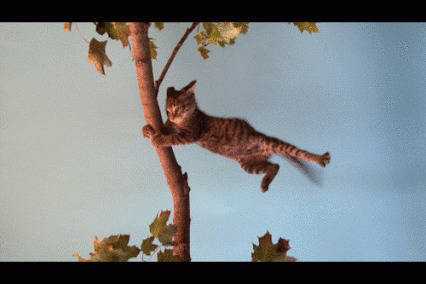 上树的猫猫动态图片:猫猫