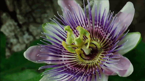 花果含苞绽放gif图片:花开