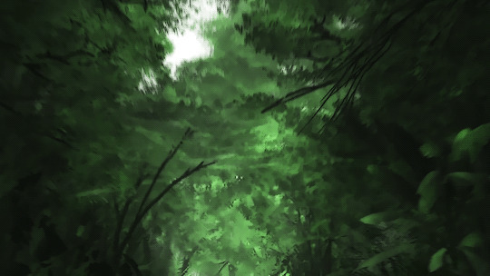茂密的树林动态图片