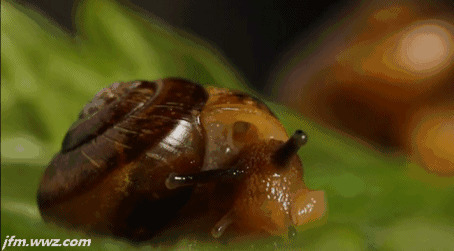 蜗牛的触角动态图片:蜗牛