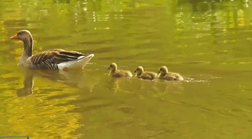 小鸭子河道中游泳动态图片:小鸭子