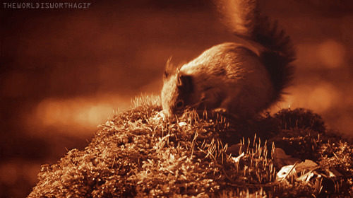 小松鼠吃实物动态图片