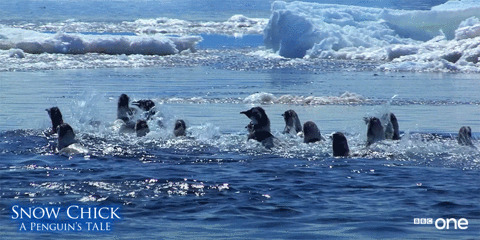 企鹅冰川开心游泳闪图:企鹅