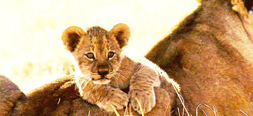 小狮子靠在妈妈身边闪图:狮子