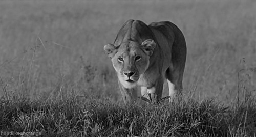 安静的狮子动态图片:狮子