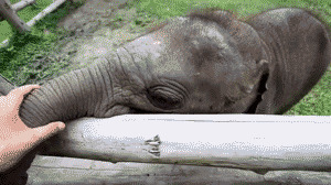 小象撒娇搞笑图片:小象
