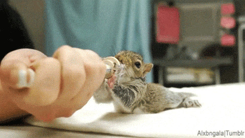 喂小松鼠吃东西gif图:松鼠