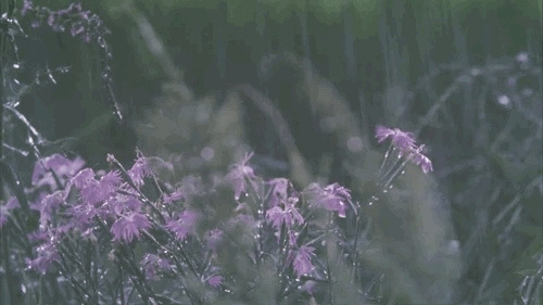 大雨灌溉着花草动态图片:花草