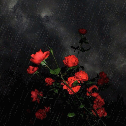 雨中红玫瑰花动态图片:玫瑰花