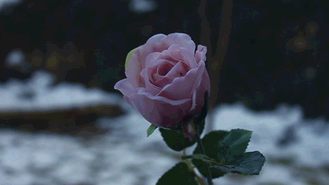 一朵粉色玫瑰花动态图:玫瑰花
