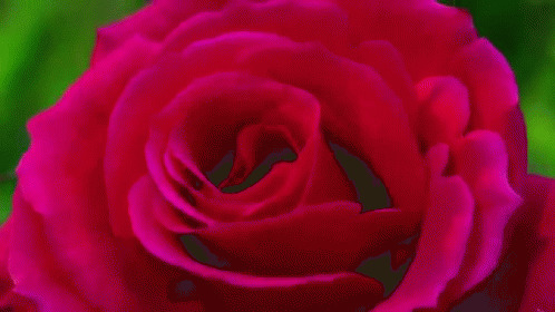 鲜红花儿绽放gif素材图片:花开