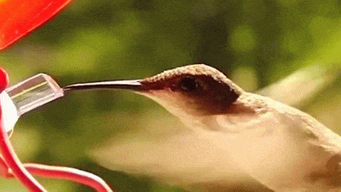 长嘴鸟喝水动态图片:小鸟