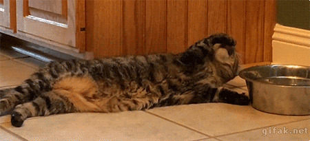 大懒猫喝水搞笑图片:猫猫