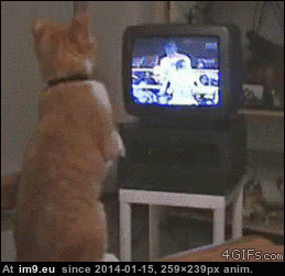 猫咪看电视激动搞笑图片:猫猫