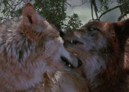 狼的爱情动态图片:狼