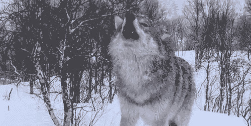 孤独的野狼动态图片:野狼