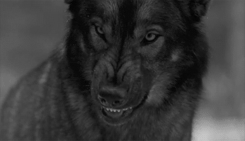 黑狼吐舌头动态图片