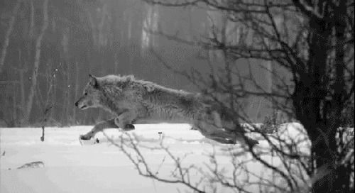 雪地中狂奔的狼动态图片