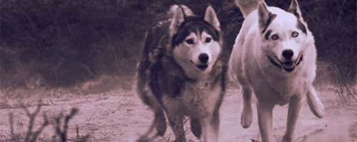 奔跑的狼群动态图片