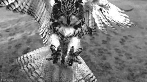 猫头鹰锋利的爪子动态图片:猫头鹰