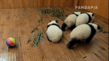 熊猫玩耍动态图片