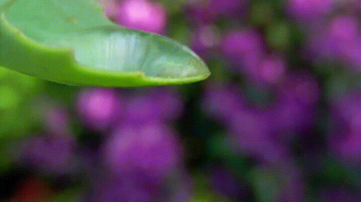 树叶上的水珠gif图:水珠