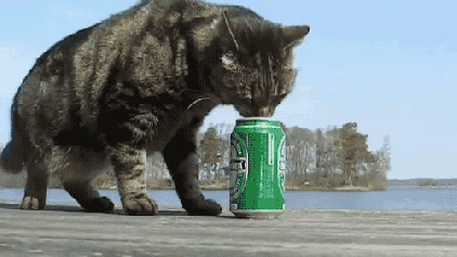 大猫咪想喝酒动态图片