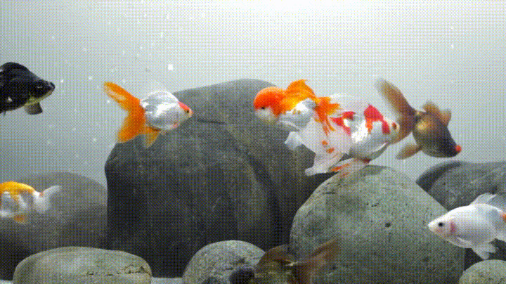 鱼缸里养金鱼动态图片:金鱼