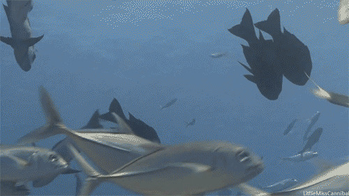 海洋馆鲨鱼群动态图片