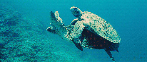 乌龟游泳动态图:乌龟