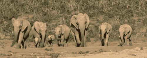 象群动态图片:大象