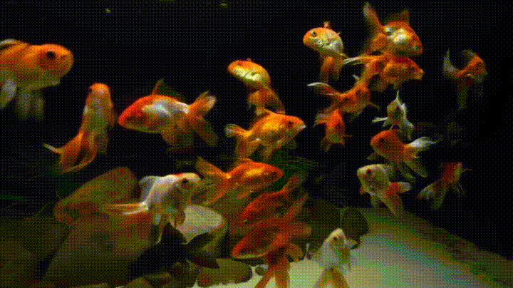 金鱼五彩斑斓动态图片:金鱼