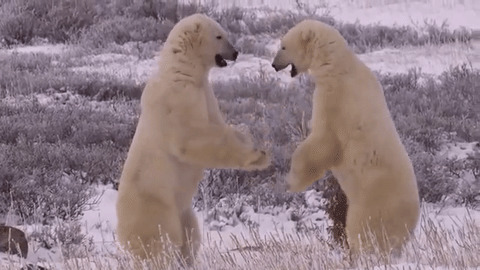 两只北极熊打架gif图