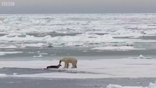 北极熊猎食动态图片:北极熊