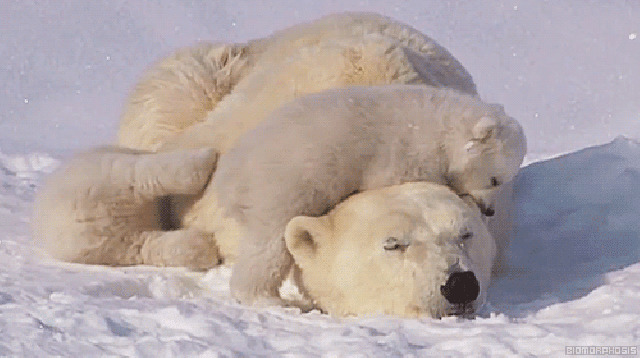 小北极熊和妈妈动态图片:北极熊
